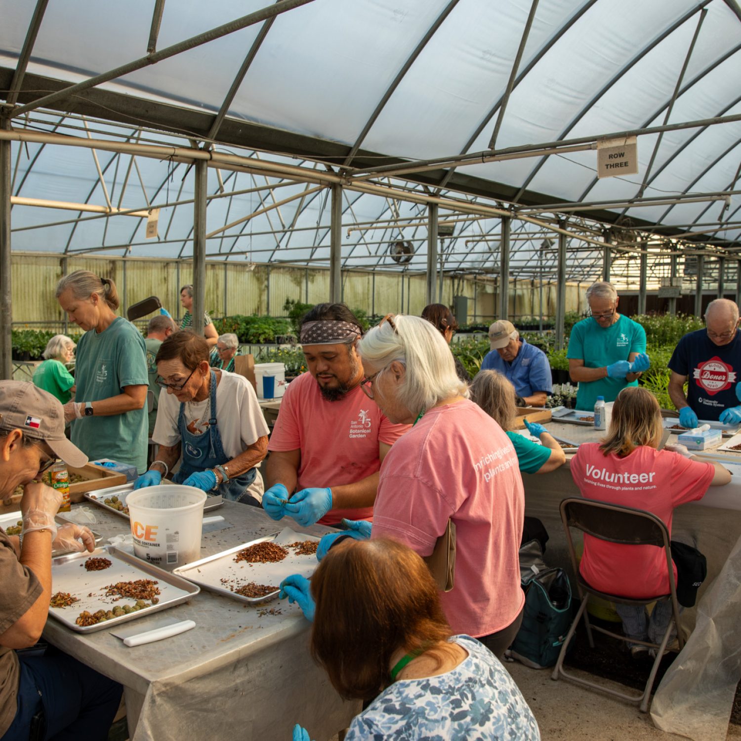 030-TREES-seed-cleaning-volunteers-2025