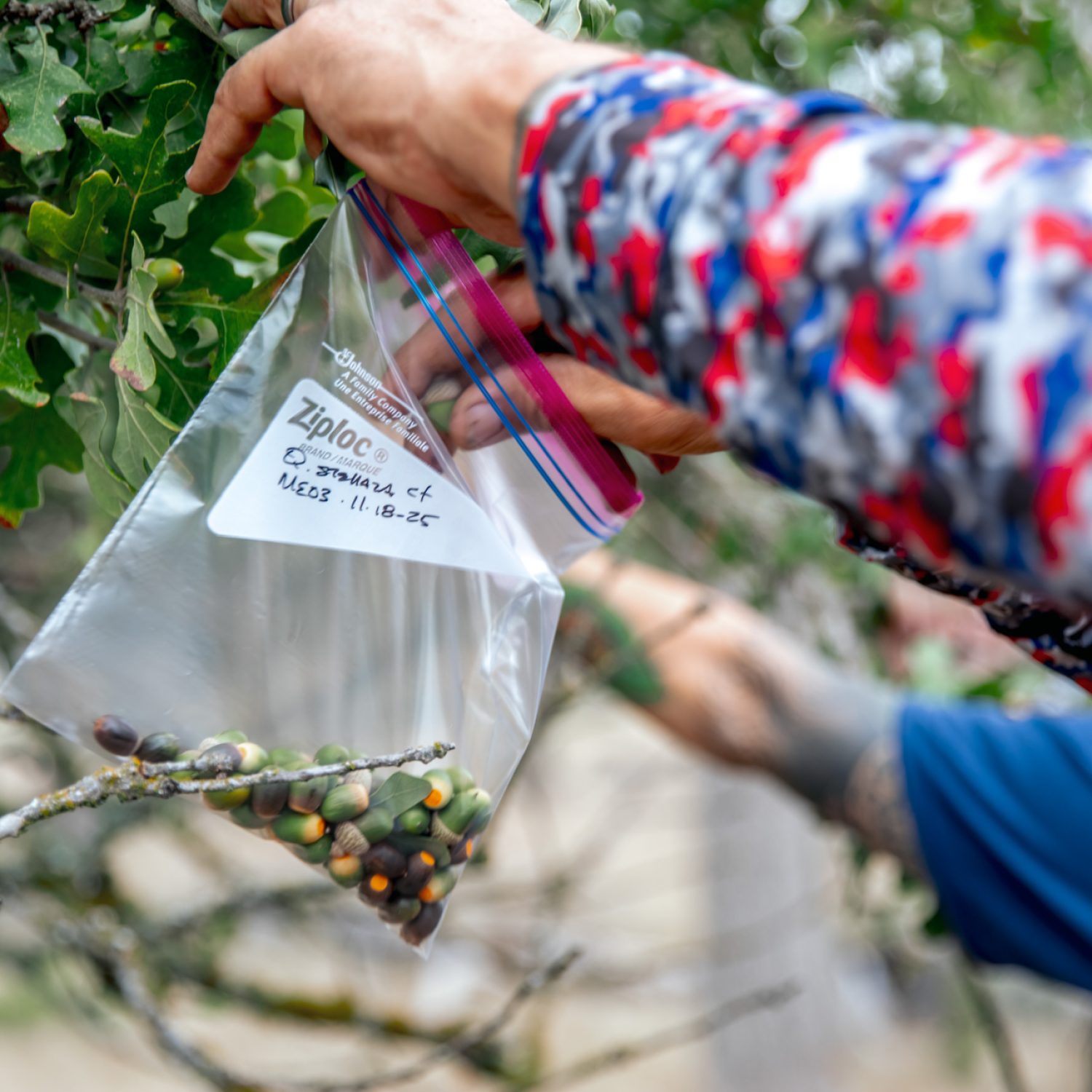 066-TREES-Seed-Collecting-November-2025